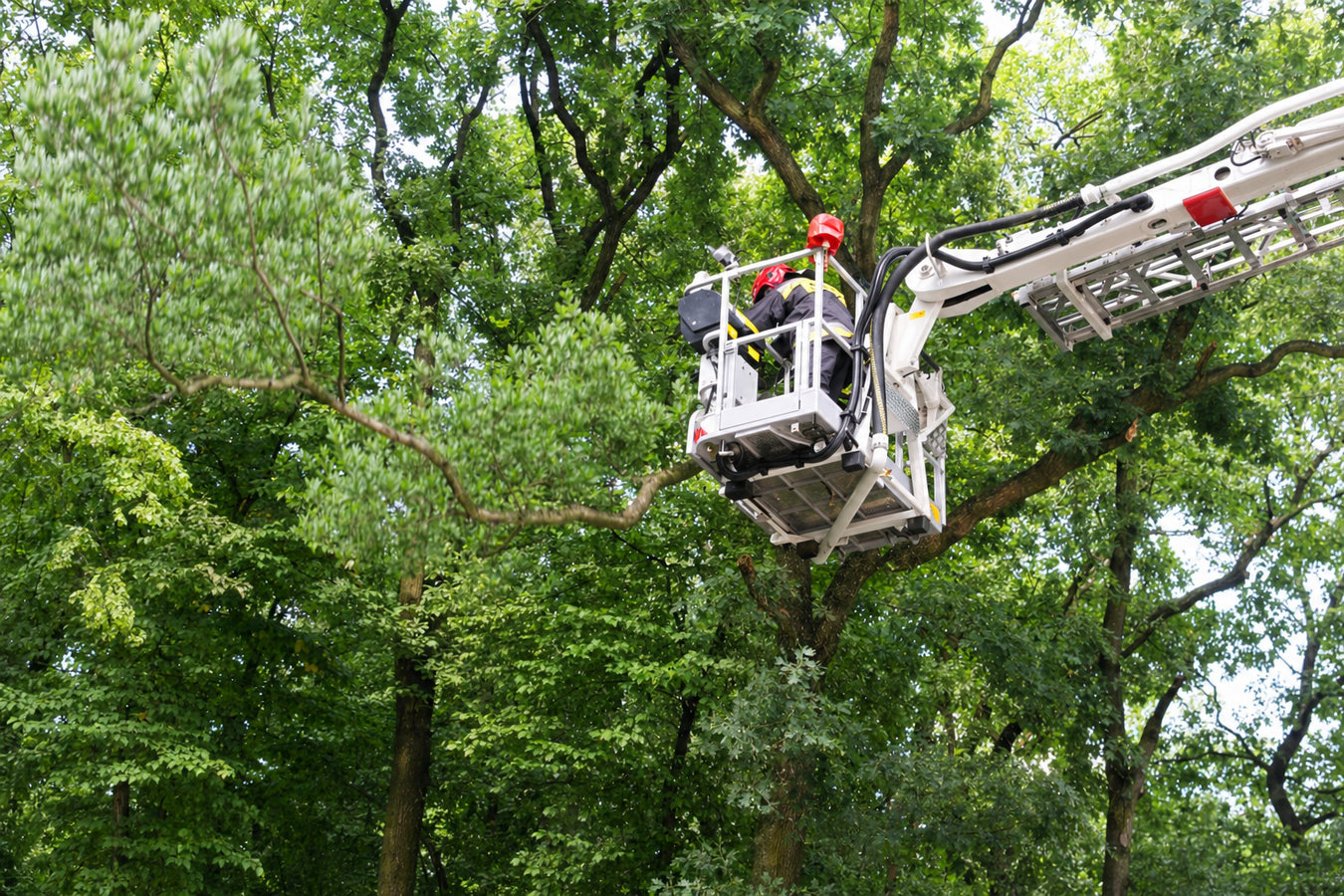 Commercial tree service in Hacienda Heights, CA