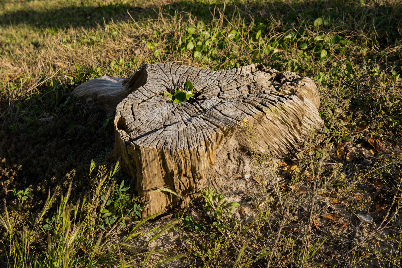 Stump grinding in Hacienda Heights, CA