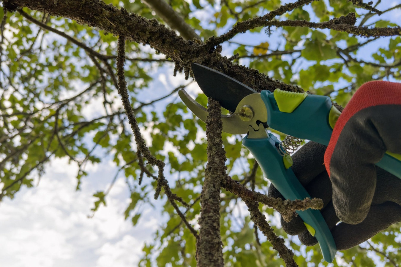 Tree pruning in Hacienda Heights, CA