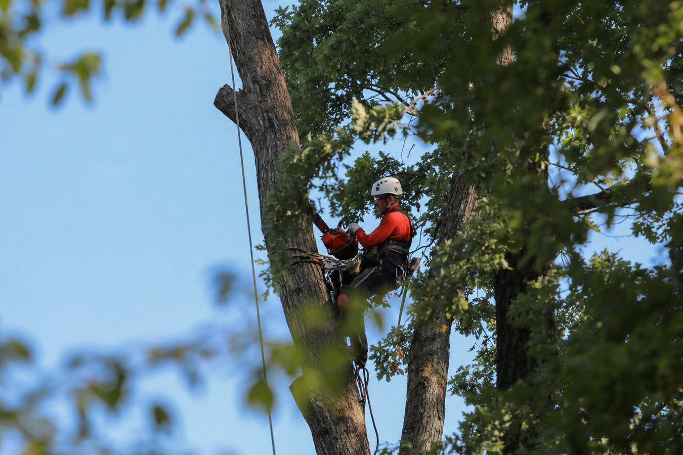 Tree removal in Hacienda Heights, CA